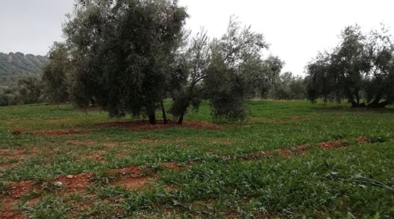 Malaga - Villanueva de Algaidas - 16099m2