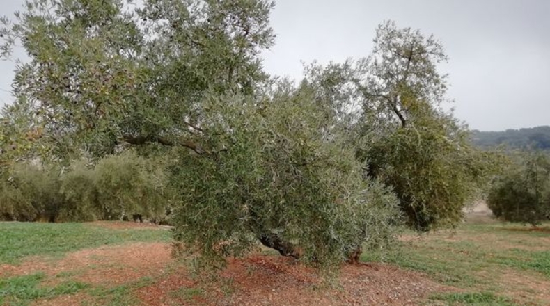 Malaga - Villanueva de Algaidas - 16099m2