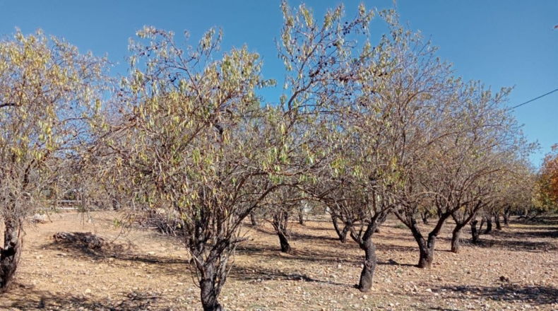 Málaga - Archidona - 16000m2