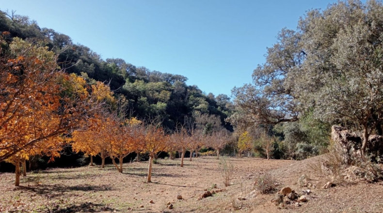 Málaga - Archidona - 16000m2