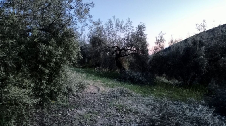 Málaga - Archidona - 62000m2