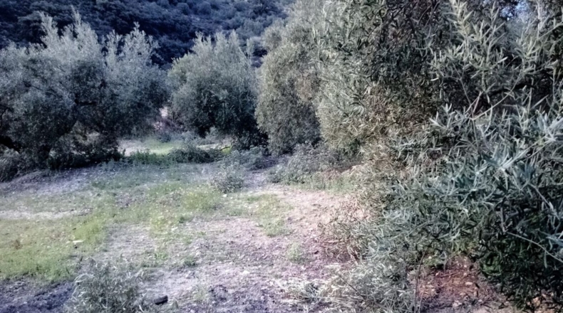 Málaga - Archidona - 62000m2