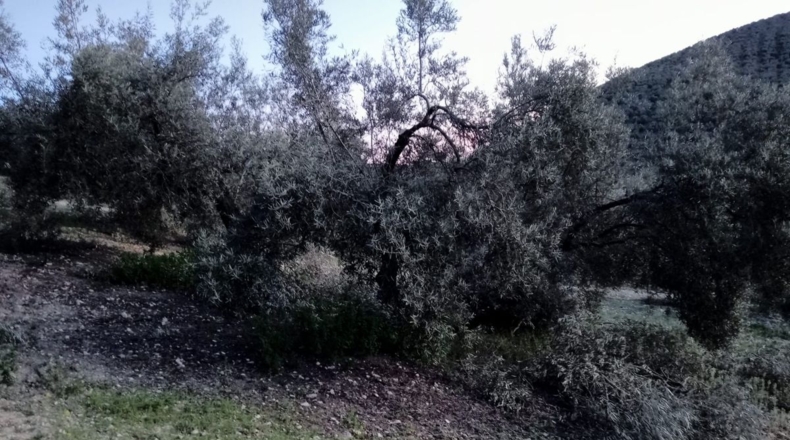 Málaga - Archidona - 62000m2