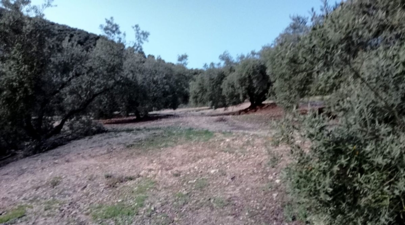 Málaga - Archidona - 62000m2