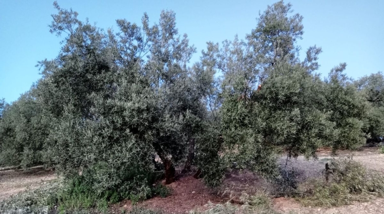 Málaga - Archidona - 62000m2