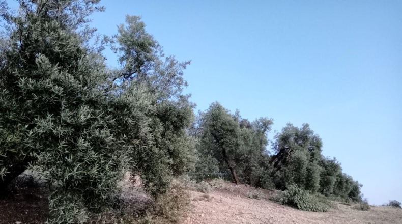 Málaga - Archidona - 62000m2
