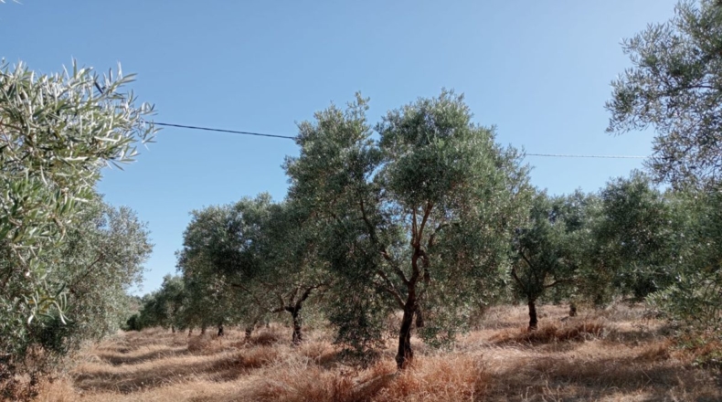 Málaga - Villanueva del Trabuco - 60000m2