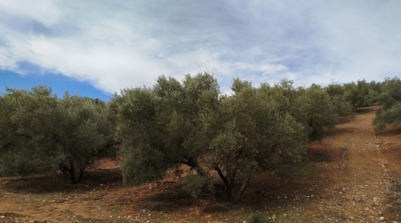 Málaga - Archidona - 15600m2