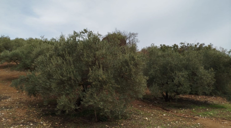 Málaga - Archidona - 15600m2