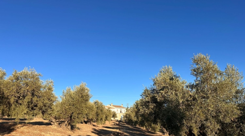 Granada - Loja - 44500m2