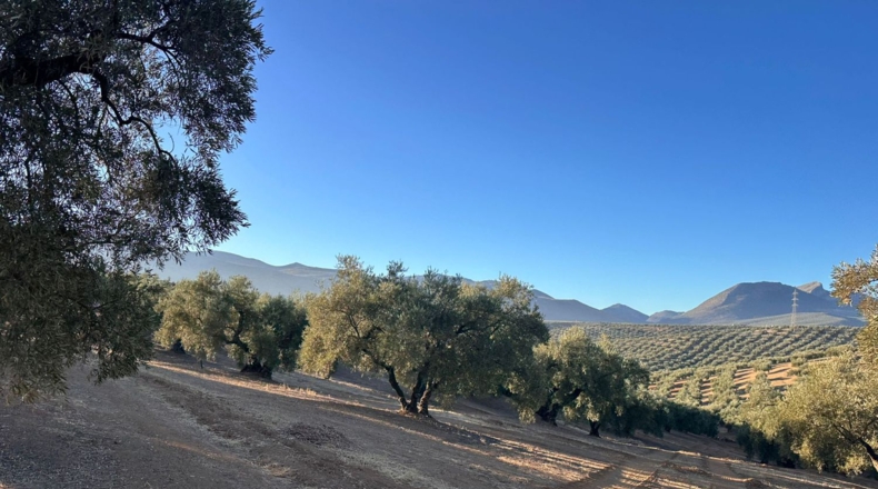 Granada - Loja - 44500m2