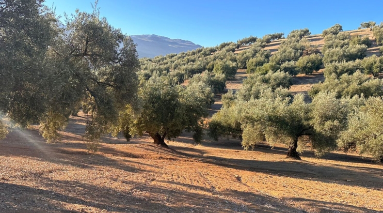 Granada - Loja - 44500m2