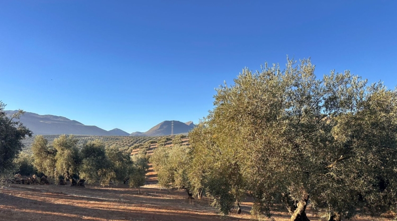 Granada - Loja - 44500m2