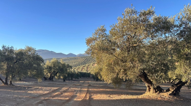 Granada - Loja - 44500m2