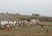 Non-developable land for sale in Lora del Río ref: TR92957 photo