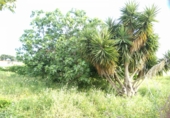 Chalet independiente con terreno en venta en El Puerto de Santa María ref: TR23354 foto