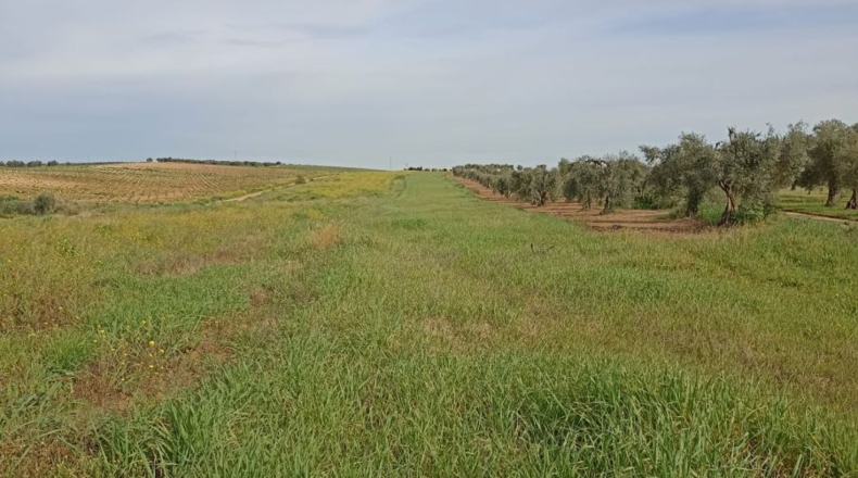Badajoz - Mérida - 13131m2