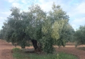 Non-developable land for sale in Villanueva del Arzobispo ref: TR33967 photo