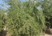 Non-developable land for sale in Villanueva del Arzobispo ref: TR33967 photo
