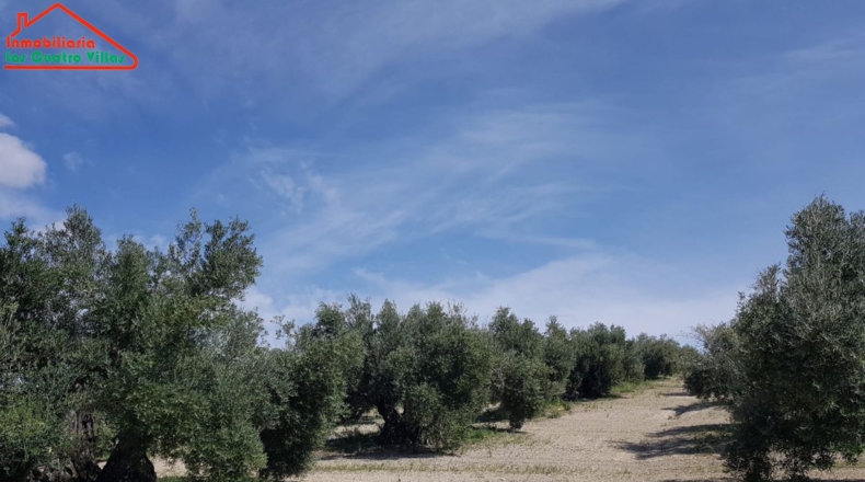 Jaén - Villacarrillo - 15000m2