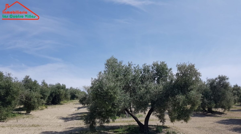 Jaén - Villacarrillo - 15000m2