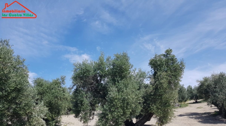 Jaén - Villacarrillo - 15000m2