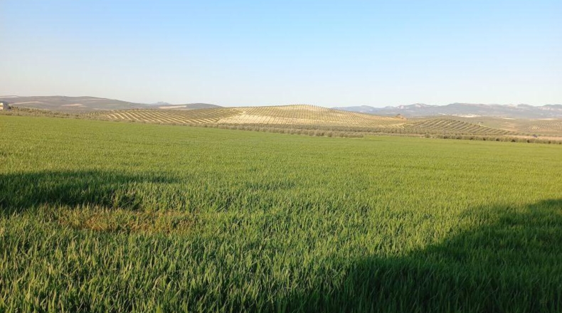 Jaen - Peal de Becerro - 220000m2