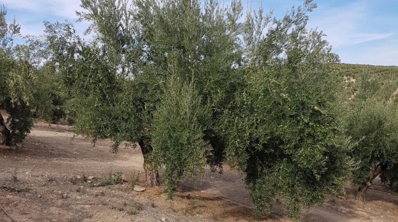Jaen - Villacarrillo - 5300m2