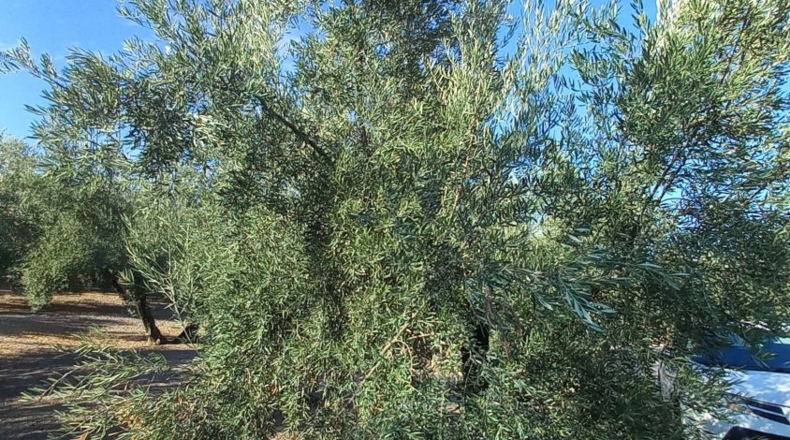 Jaén - Изнатораф - 4500m2