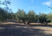 Masia amb terreny en venda a Iznatoraf ref.: TR367014 foto
