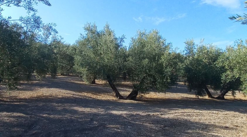 Jaén - Изнатораф - 4500m2