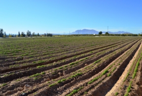 Crevillente 13294&nbsp;м²
