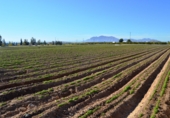Non-developable land for sale in Crevillent ref: TR379702 photo