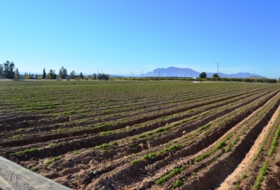 Crevillente 13294&nbsp;м²