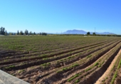 Non-developable land for sale in Crevillent ref: TR379702 photo