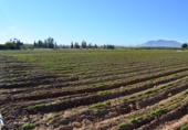 Non-developable land for sale in Crevillent ref: TR379702 photo
