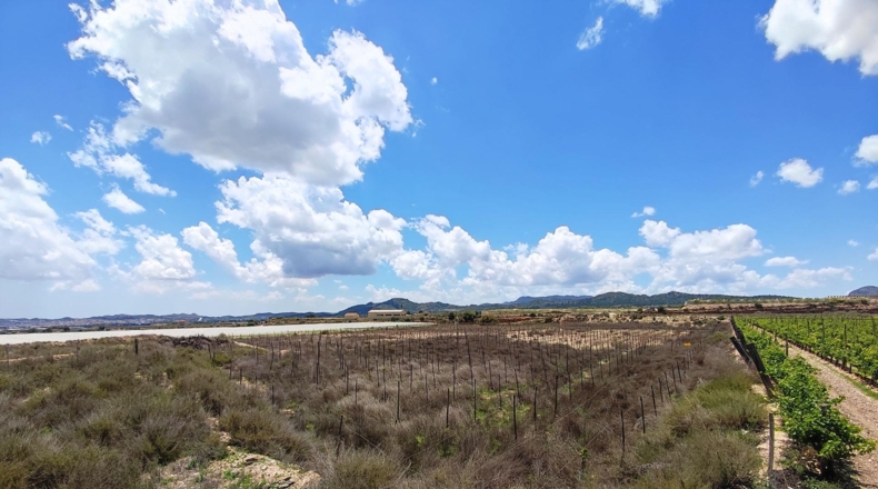 Alicante - Novelda - 12000m2