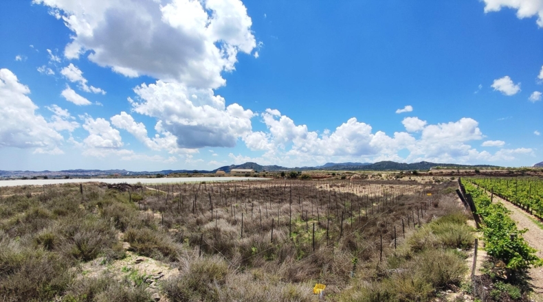 Alicante - Novelda - 12000m2