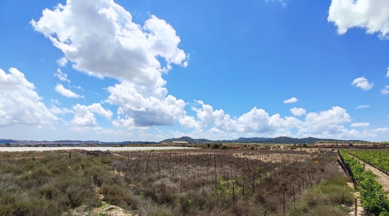 Alicante - Novelda - 12000m2
