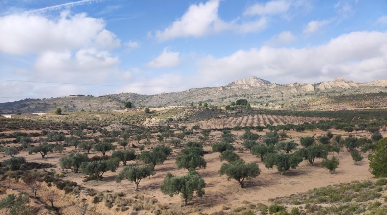 Alicante - Sax - 80000m2