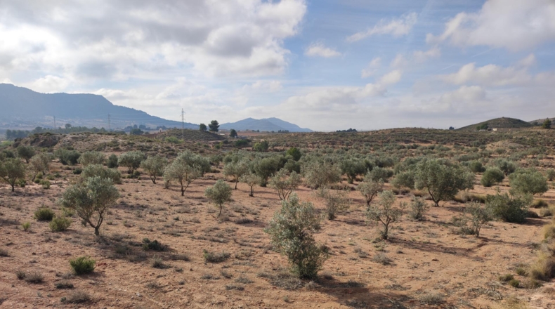 Alicante - Sax - 80000m2
