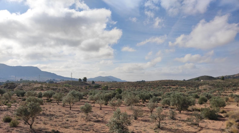 Alicante - Sax - 80000m2