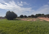 Non-developable land for sale in Crevillent ref: TR379708 photo