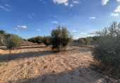 Xalet independent amb terreny en venda a Crevillent ref.: TR379679 foto