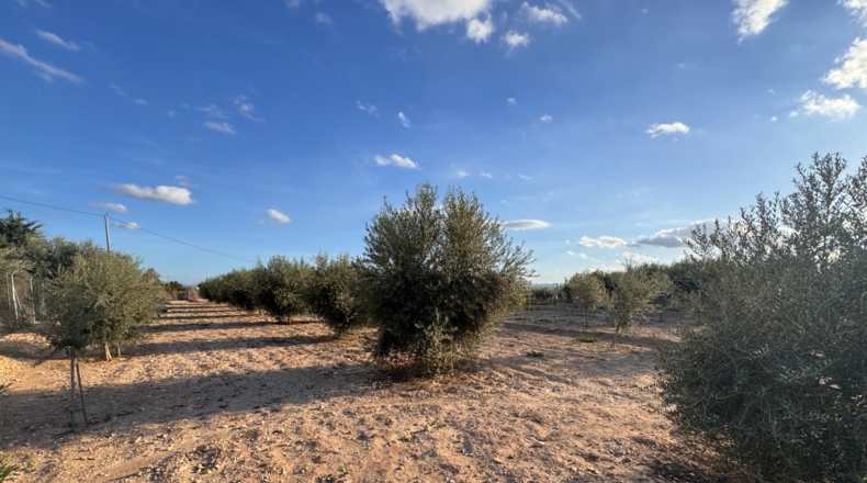 Alicante - Crevillent - 4412m2