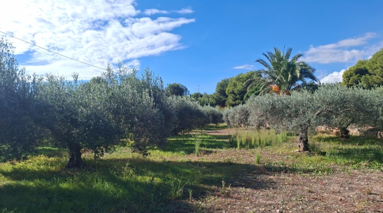 Alicante - Crevillent - 4213m2