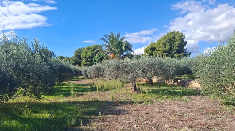 Alicante - Crevillent - 4213m2