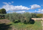 Casa de camp amb terreny en venda a Crevillent ref.: TR379672 foto