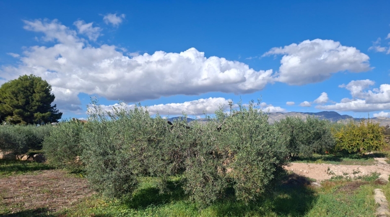 Alicante - Crevillent - 4213m2