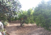 Rural estate for sale in Sagunto ref: TR16396 photo